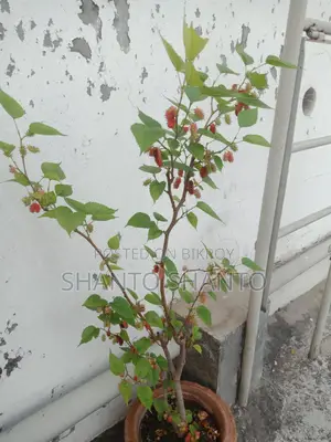 ফল৷ সহ গাছ সেল।