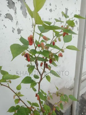 ফল৷ সহ গাছ সেল।