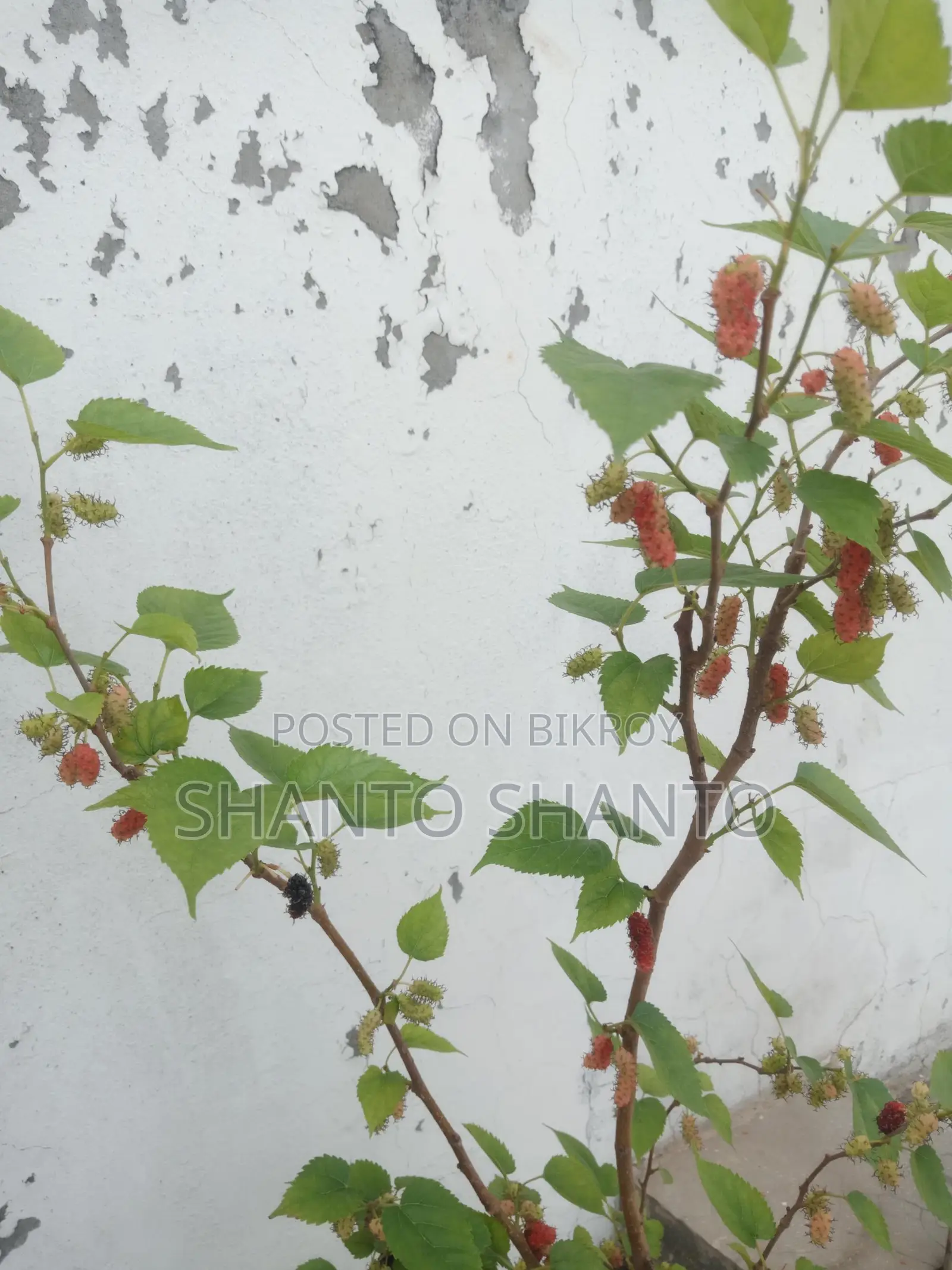 ফল৷ সহ গাছ সেল।