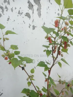 ফল৷ সহ গাছ সেল।