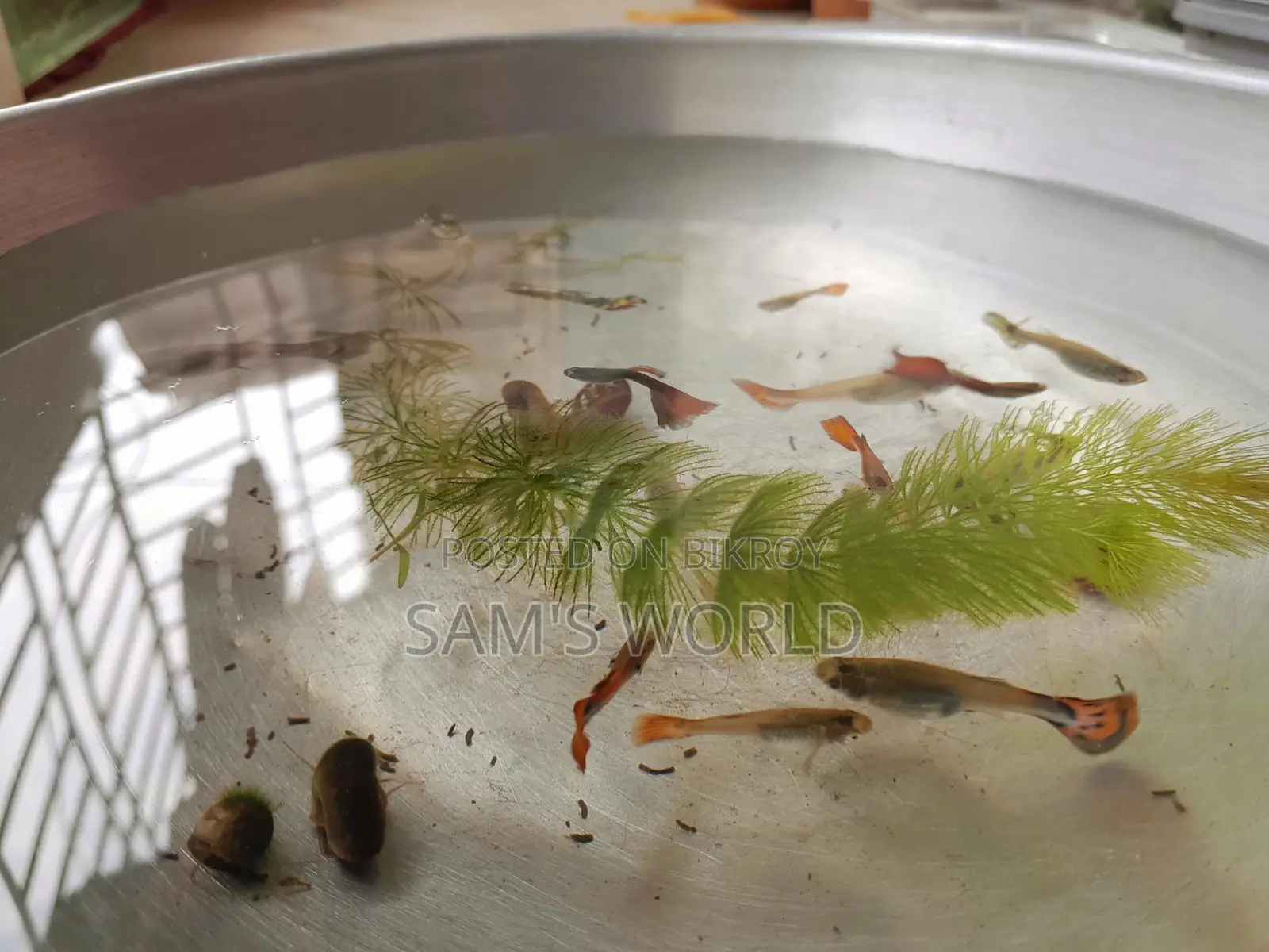 Guppy Fish