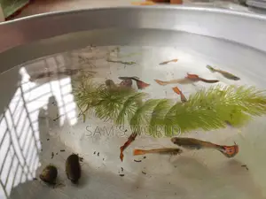 Guppy Fish