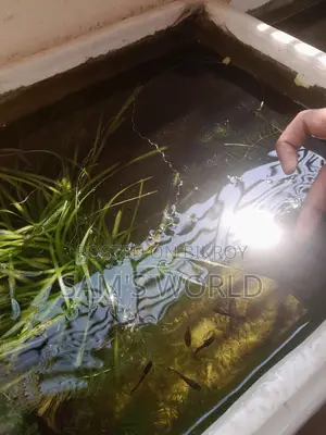 Guppy Fish