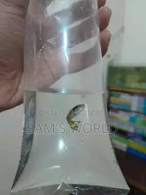 Guppy Fish