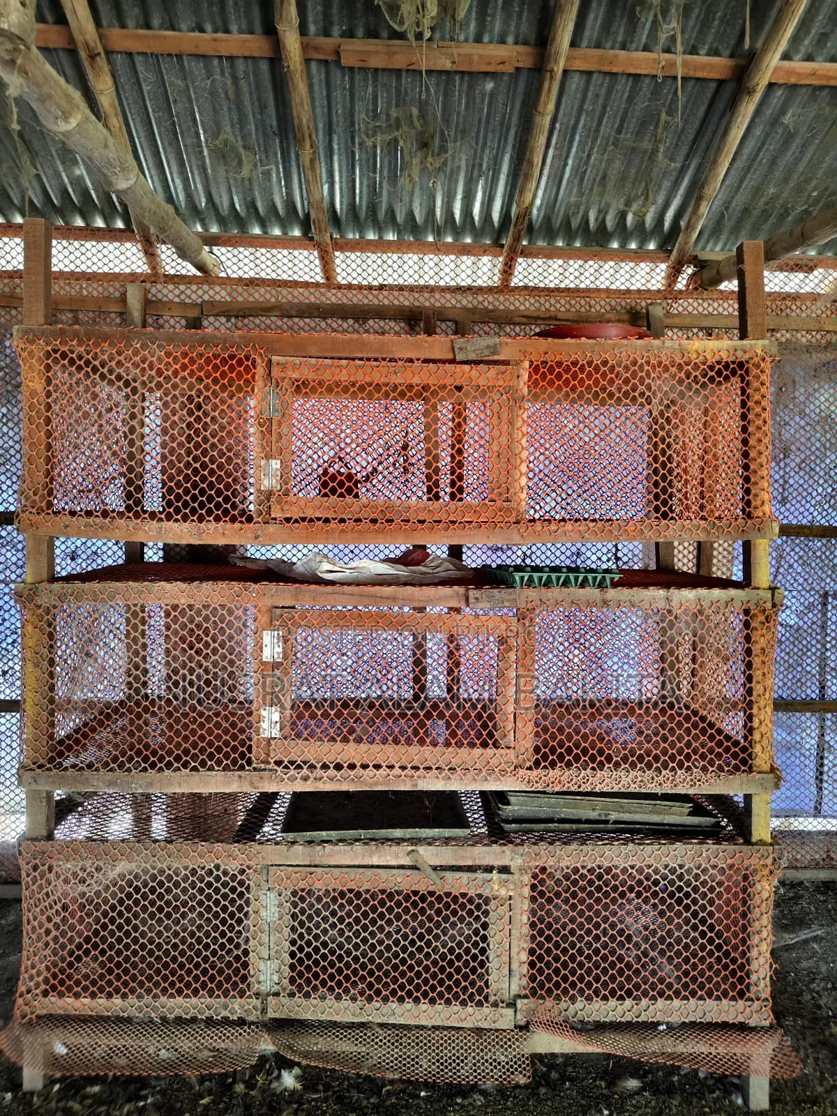 Cages for Pigeons, Quails, and Chickens