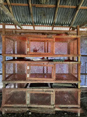 Cages for Pigeons, Quails, and Chickens