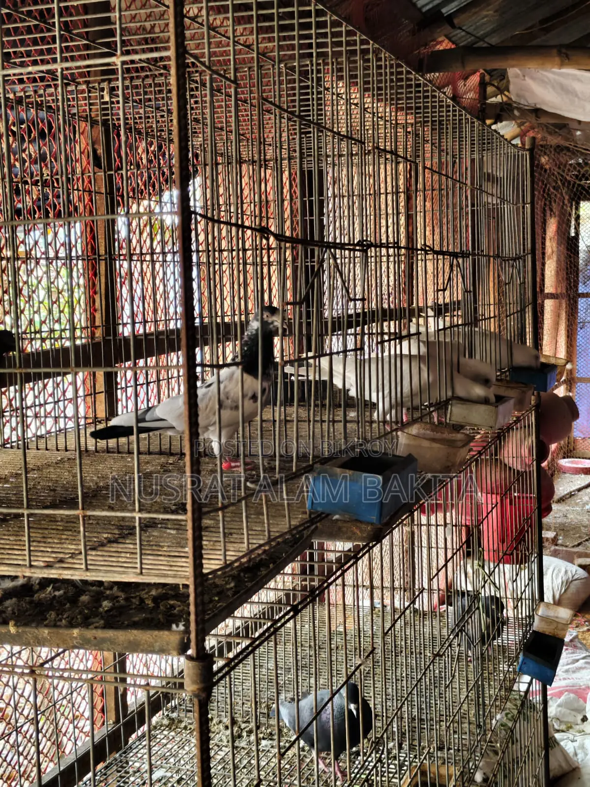 Cages for Pigeons, Quails, and Chickens