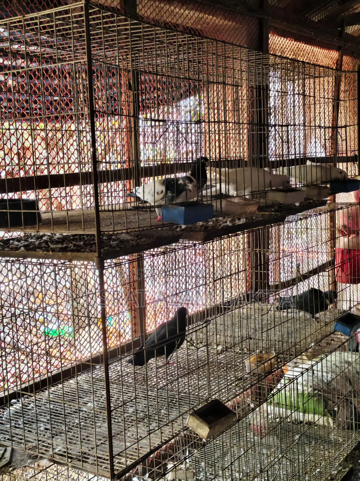 Cages for Pigeons, Quails, and Chickens
