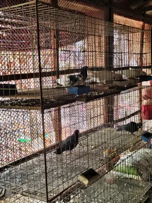 Cages for Pigeons, Quails, and Chickens
