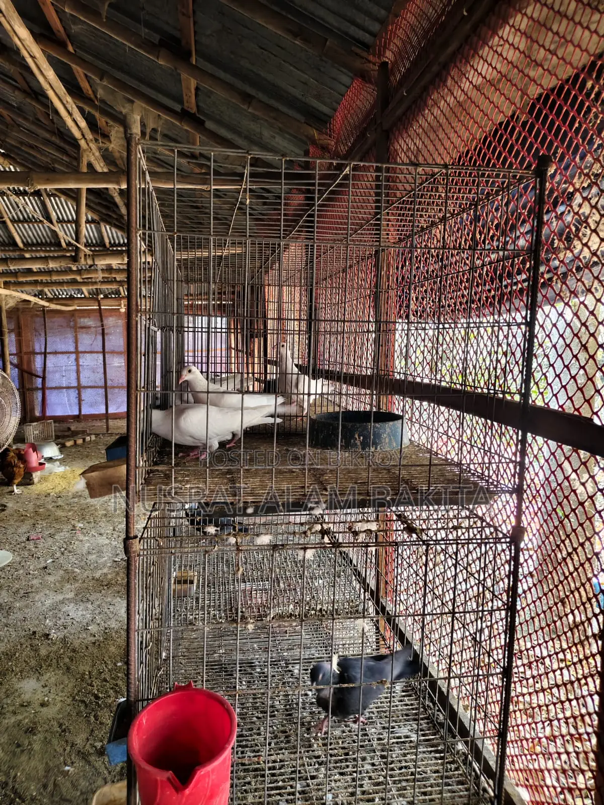 Cages for Pigeons, Quails, and Chickens