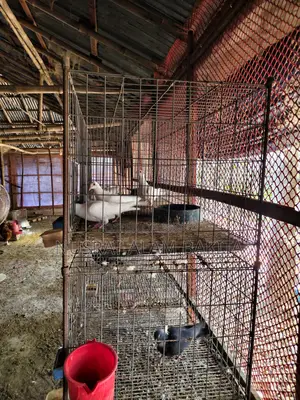 Cages for Pigeons, Quails, and Chickens