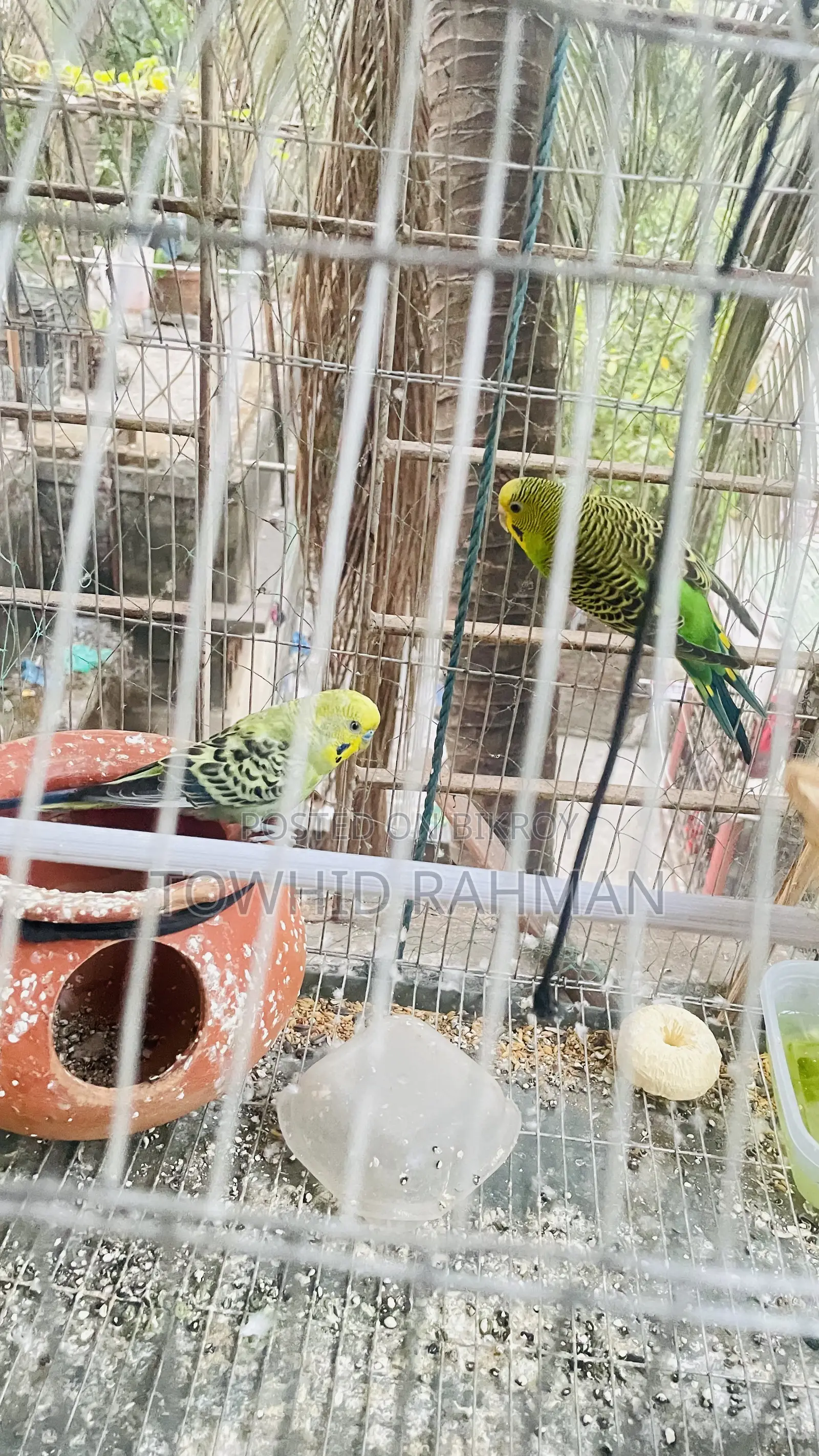 বাজরিগার জোড়া