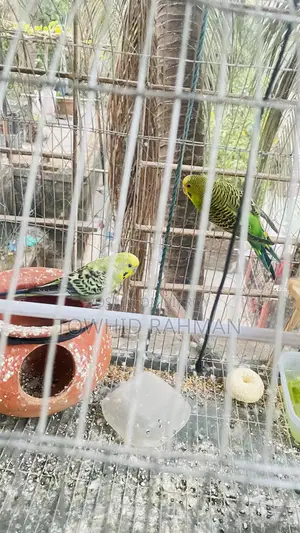 বাজরিগার জোড়া