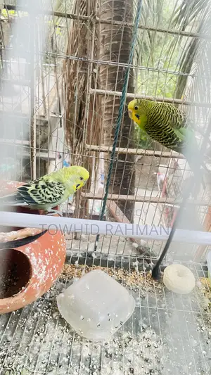 বাজরিগার জোড়া