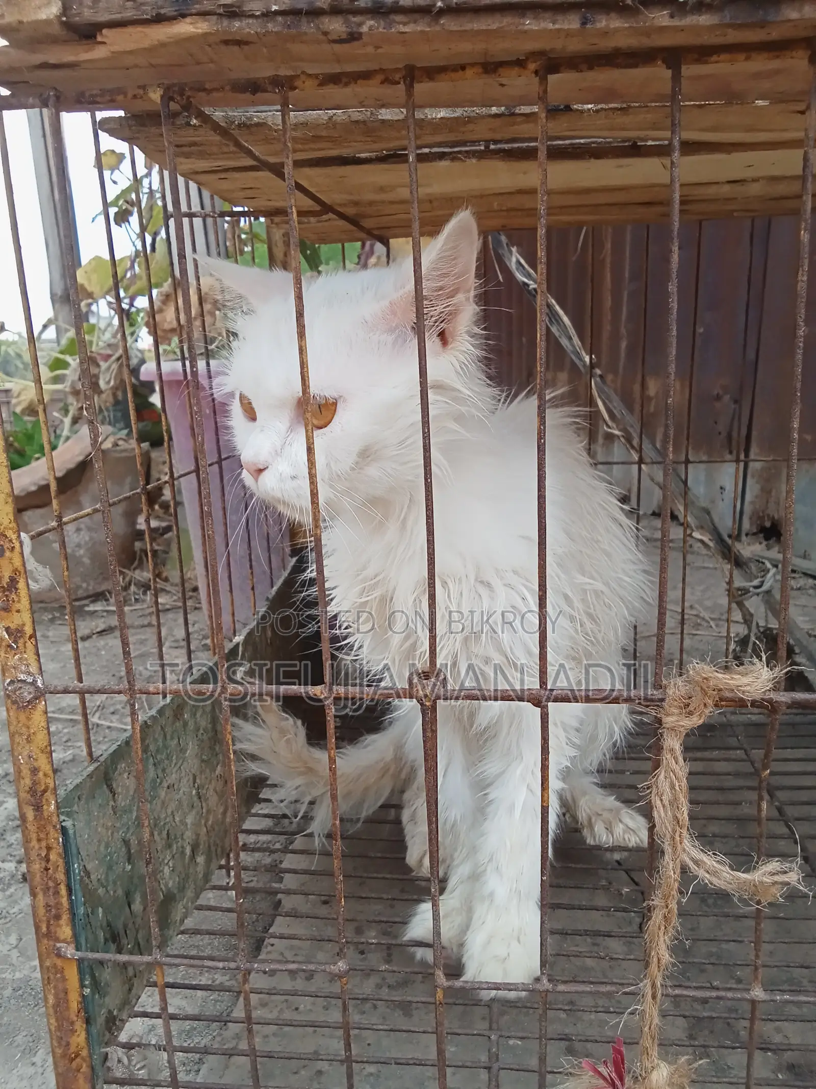 একটি বিড়াল বিক্রয় করা হবে
