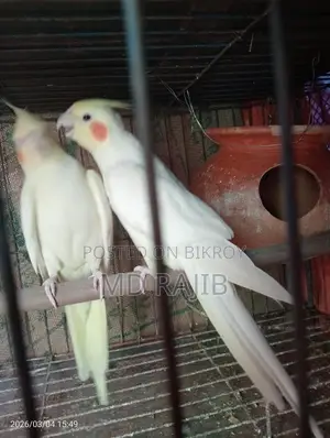 Lutino Red Eye Cockatiel Running Pair