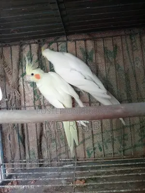 লুটিনো রেড আই ককটেল রানিং পিয়ার