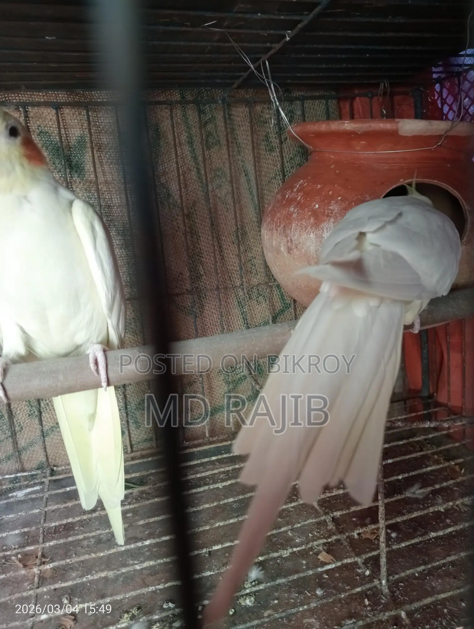 লুটিনো রেড আই ককটেল রানিং পিয়ার