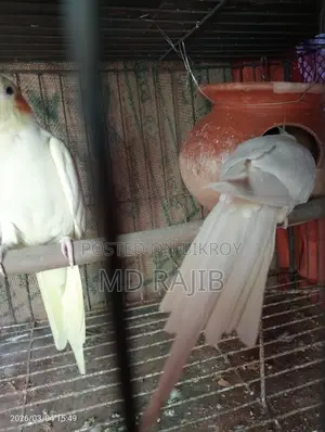 লুটিনো রেড আই ককটেল রানিং পিয়ার