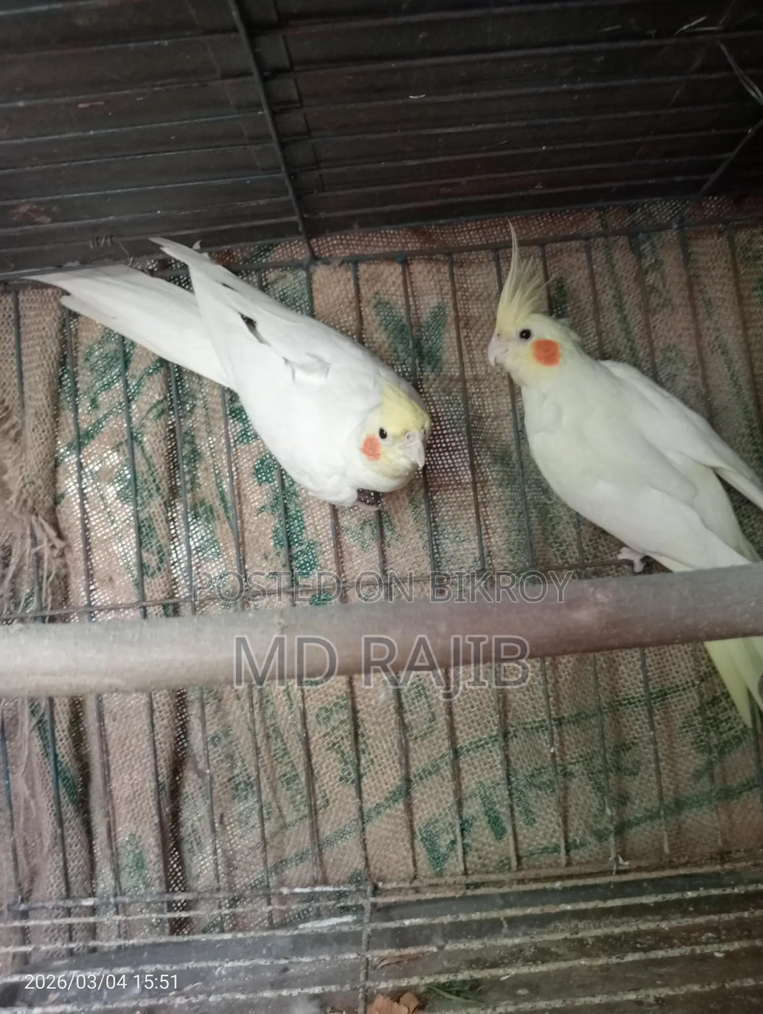 লুটিনো রেড আই ককটেল রানিং পিয়ার