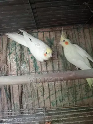 লুটিনো রেড আই ককটেল রানিং পিয়ার