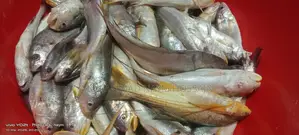 Fresh River Poya Fish