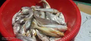 Fresh River Poya Fish