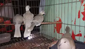 ঘুঘু পাখি