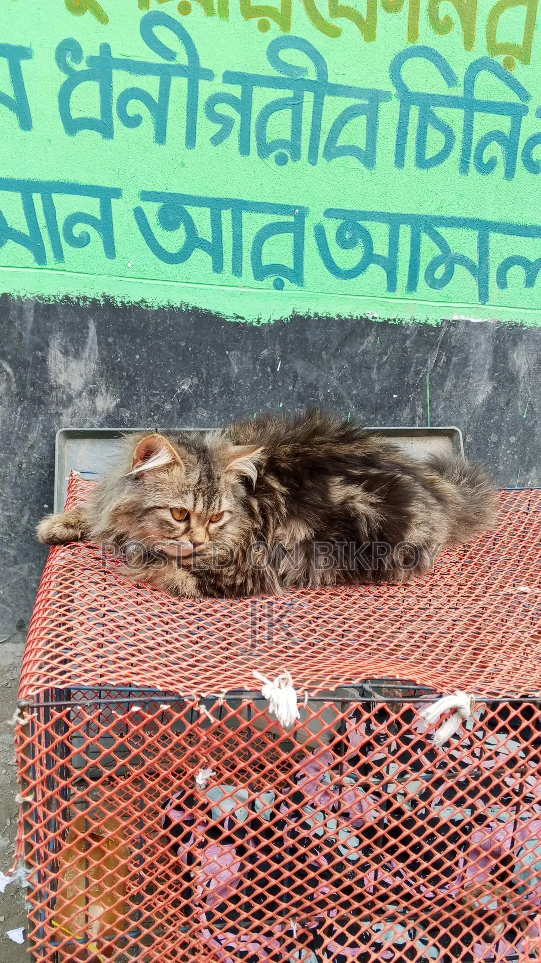 বিড়াল বিক্রি করা হবে