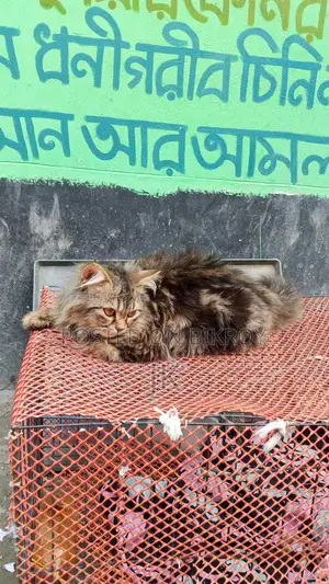 বিড়াল বিক্রি করা হবে