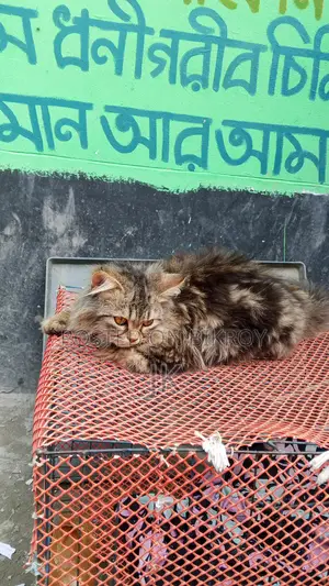 বিড়াল বিক্রি করা হবে