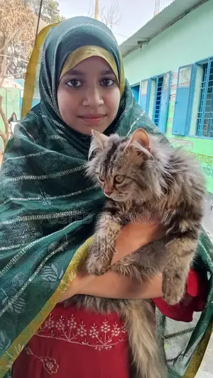 বিড়াল বিক্রি করা হবে
