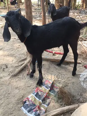 ২ দাতের খাসি ছাগল বিক্রি করা হবে।