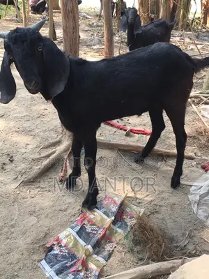 Two-tooth Khasi goat for sale.