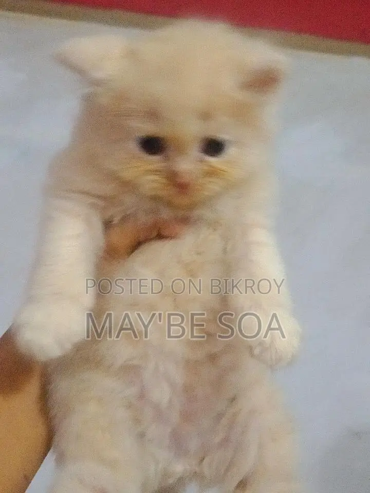 Cat for Sale