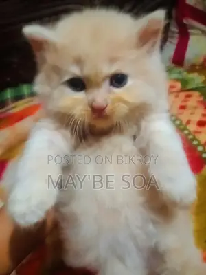 Cat for Sale