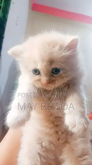 Cat for Sale