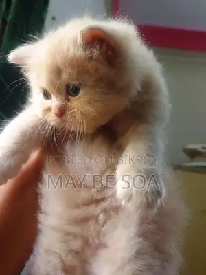 Cat for Sale