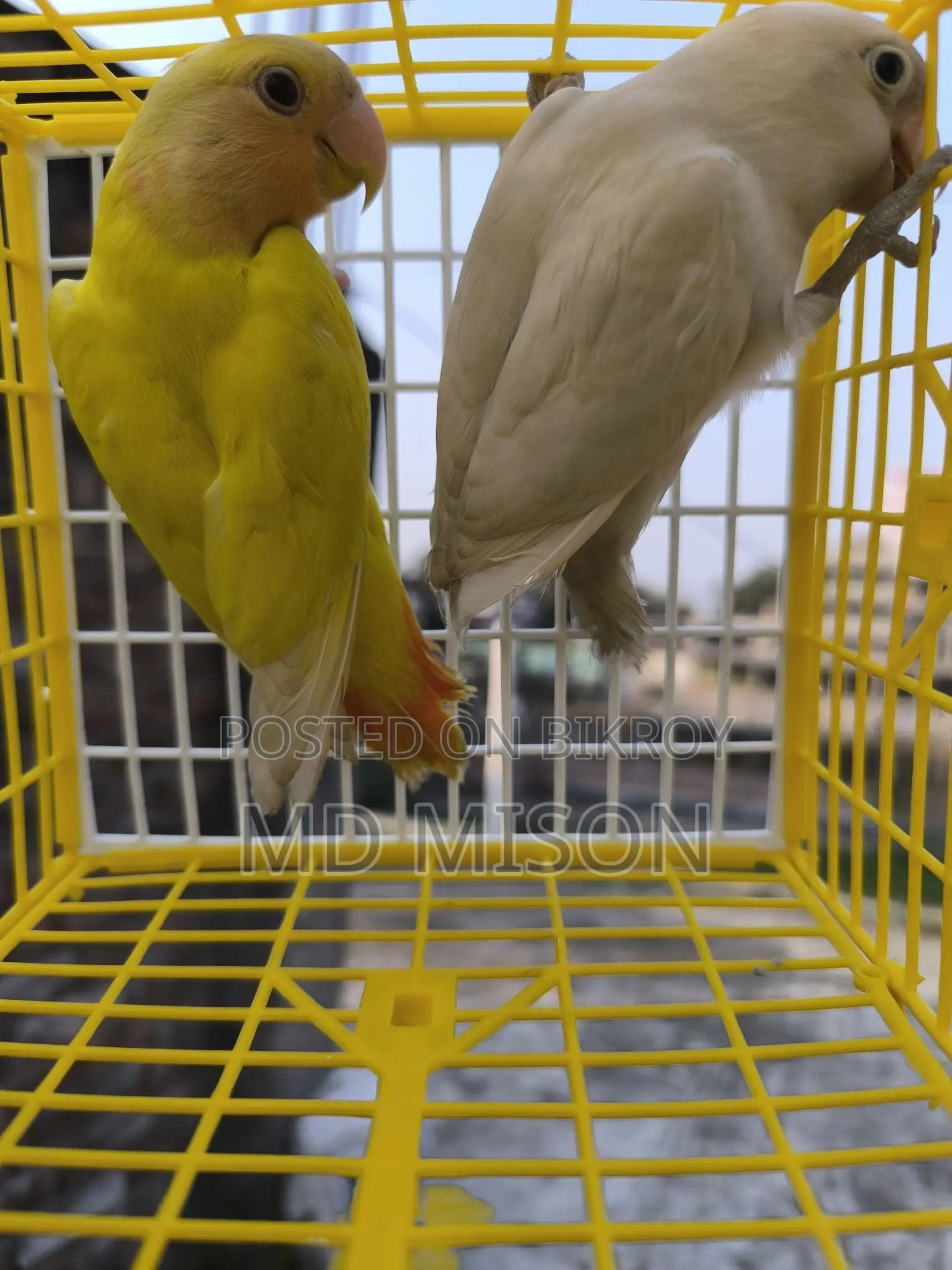 একজোড়া লাভ বার্ড পাখি বিক্রয় করা হবে