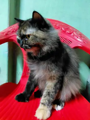 Persian Adult Female