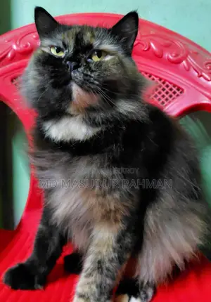 Persian Adult Female
