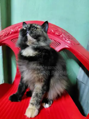 Persian Adult Female
