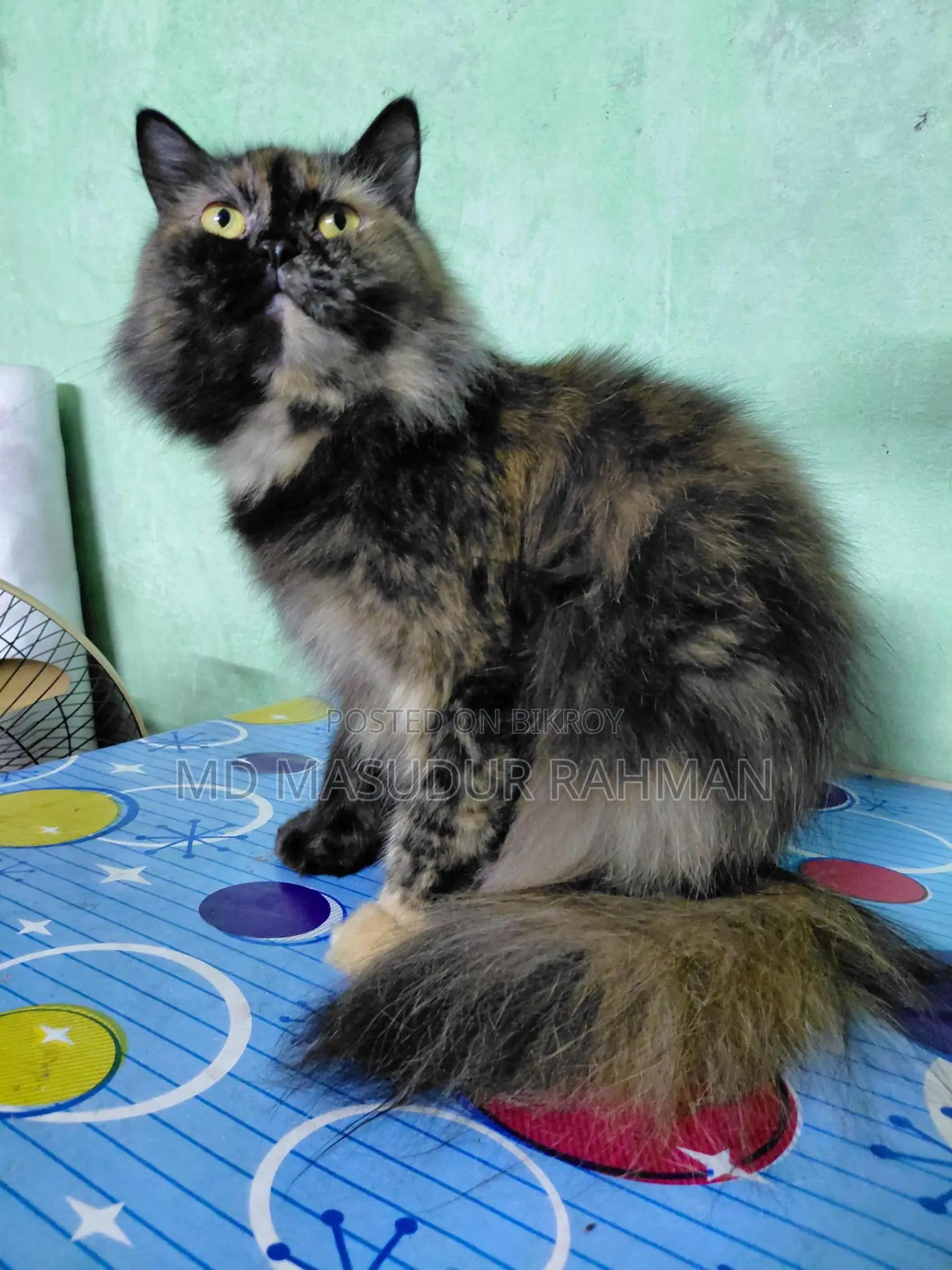 Persian Adult Female