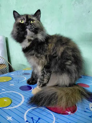 Persian Adult Female