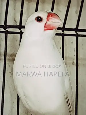 Three pairs of Red Eye Budgies and one running Java for sale