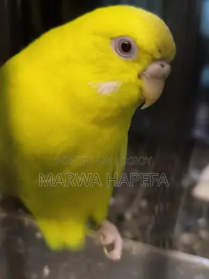 Three pairs of Red Eye Budgies and one running Java for sale