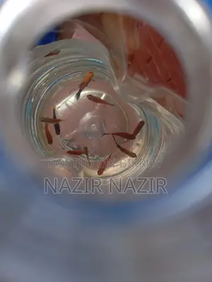 Aquarium Fish Red Platy