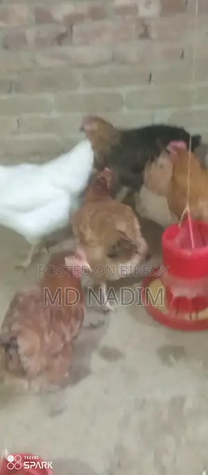 মুরগি