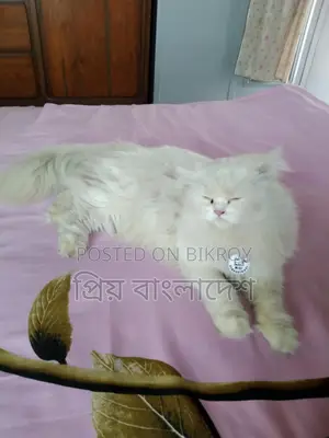 পারশিয়ান মেয়ে বিড়াল