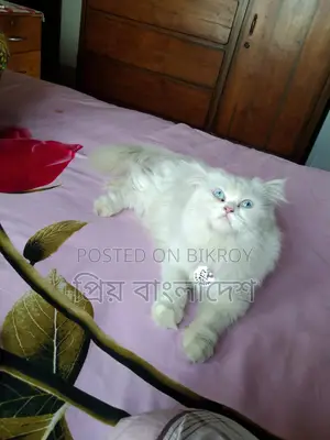 পারশিয়ান মেয়ে বিড়াল